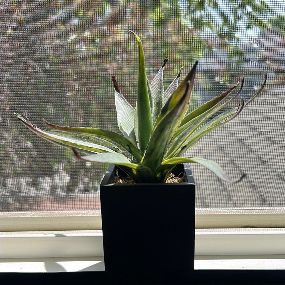 Green Faux Succulent in Black Planter